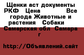 Щенки аст документы РКФ › Цена ­ 15 000 - Все города Животные и растения » Собаки   . Самарская обл.,Самара г.